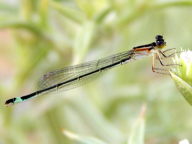 femmina di Ischnura elegans